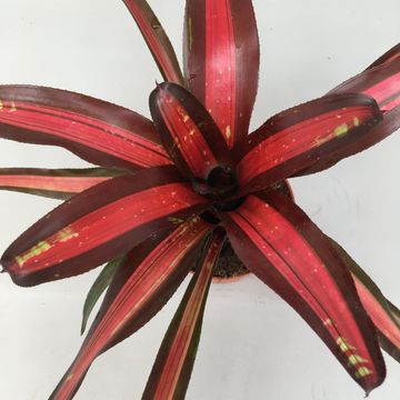 Neoregelia 'Piemento'