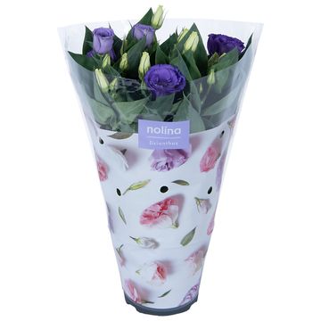 Eustoma grandiflorum 'Julietta Blue'