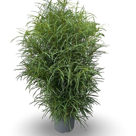 Frangula alnus FINE LINE