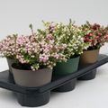 Gaultheria mucronata MIX