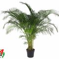 Dypsis lutescens
