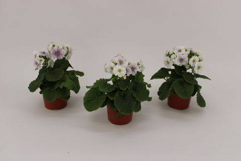 Primula obconica SWEET KISSES AMORE BLUE WHITE