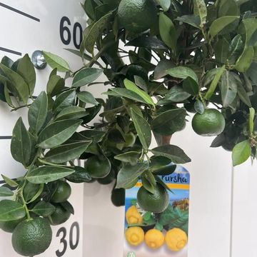 Citrus limetta 'Pursha'