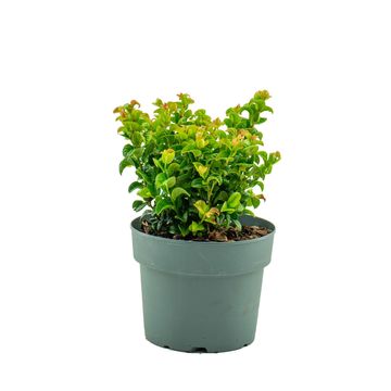 Leucothoe axillaris TWISTING RED