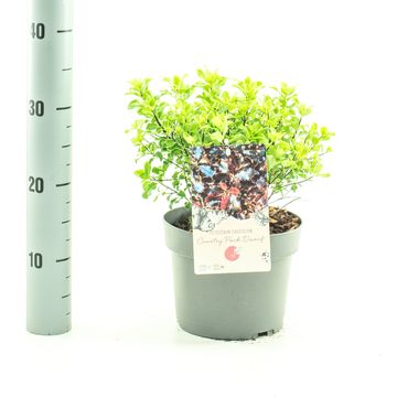 Pittosporum tenuifolium 'Stephens Island'