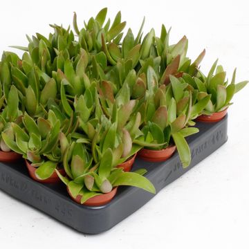 Crassula capitella 'Campfire'