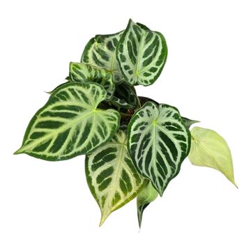 Anthurium crystallinum 'Silver Blush'