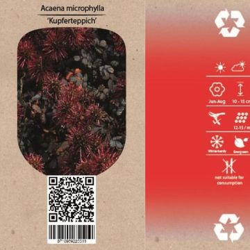 Acaena microphylla 'Kupferteppich'