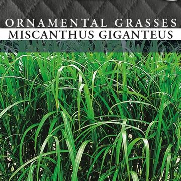 Miscanthus x giganteus