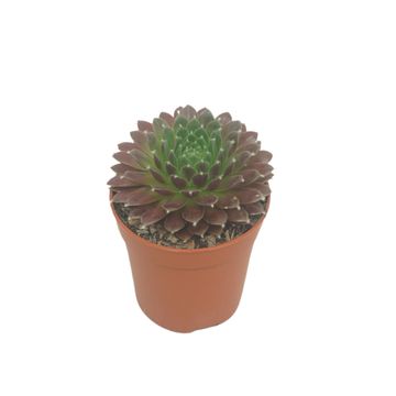 Sempervivum