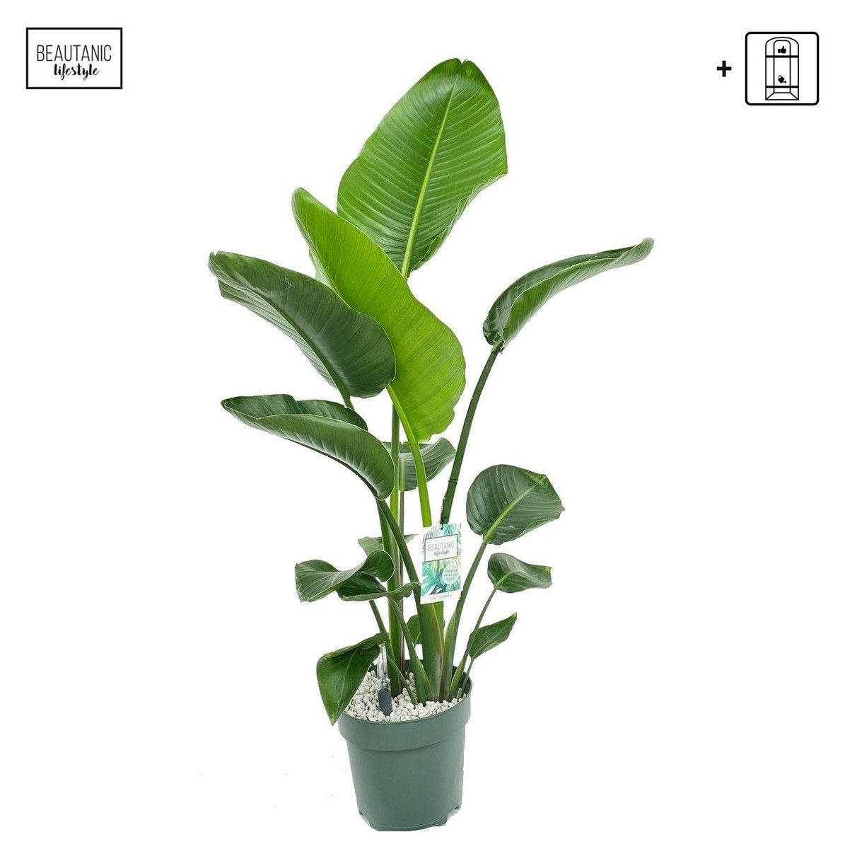 Strelitzia nicolai  Plant Wholesale FlorAccess