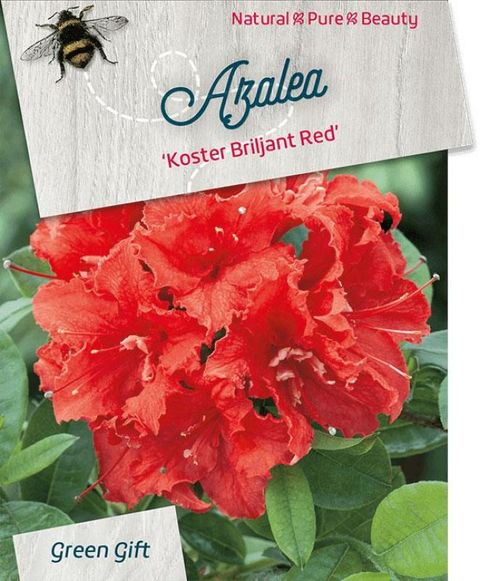 Rhododendron 'Koster's Brilliant Red'