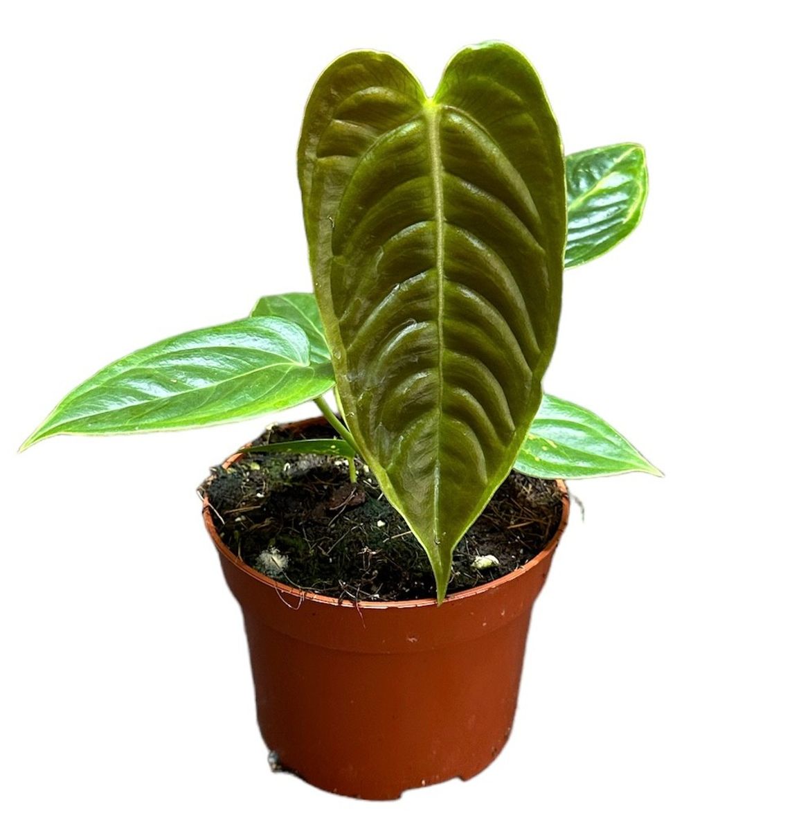 Anthurium veitchii taille S