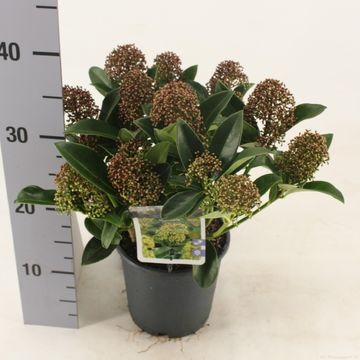 Skimmia japonica 'Fragrant Cloud'