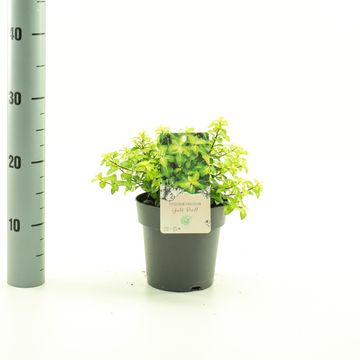 Pittosporum tenuifolium 'Golf Ball'