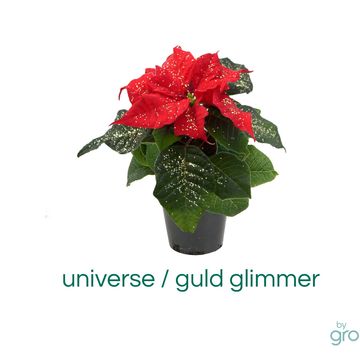 Euphorbia pulcherrima 'Mini'