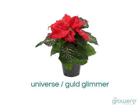 Euphorbia pulcherrima 'Mini'