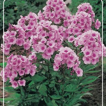 Phlox 'Bright Eyes'