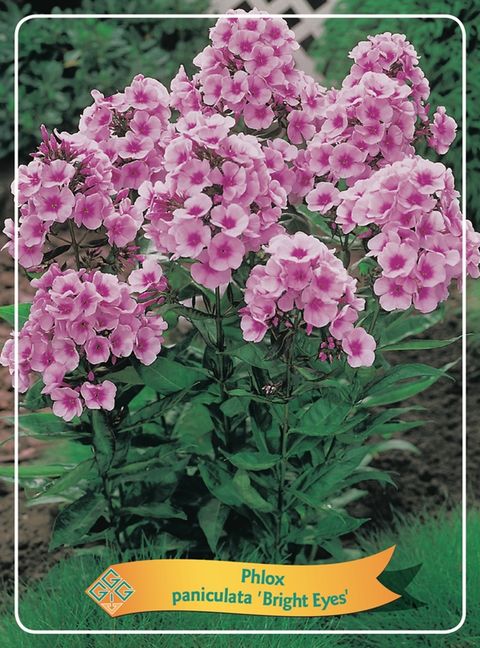 Phlox 'Bright Eyes'