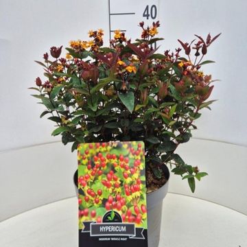 Hypericum MIRACLE NIGHT