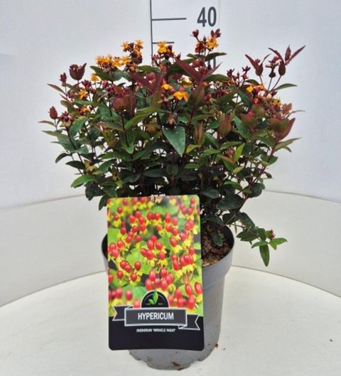 Hypericum MIRACLE NIGHT