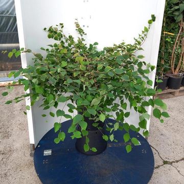 Corylopsis pauciflora