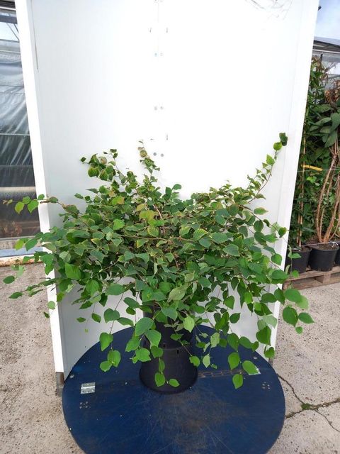 Corylopsis pauciflora
