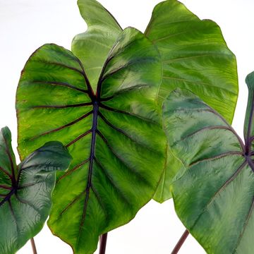 Colocasia 'Pharaoh’s Mask'
