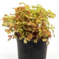 Oxalis spiralis vulcanicola 'Gold'