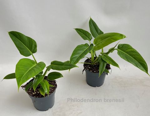 Philodendron brenesii