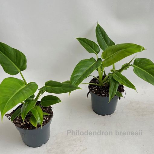 Philodendron brenesii