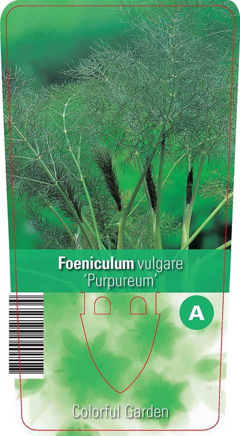 Foeniculum vulgare 'Purpureum'