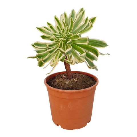 Aeonium arboreum albovariegata