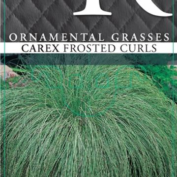 Carex comans 'Frosted Curls'