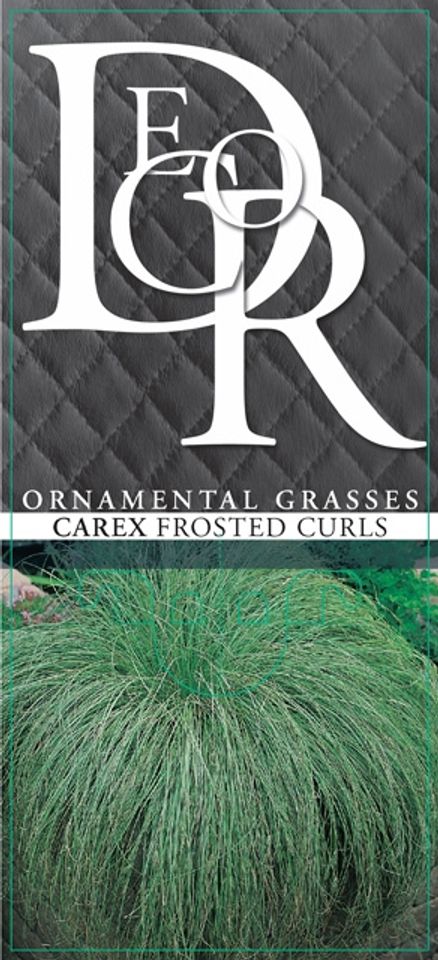 Carex comans 'Frosted Curls'