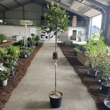 Photinia x fraseri 'Red Robin'