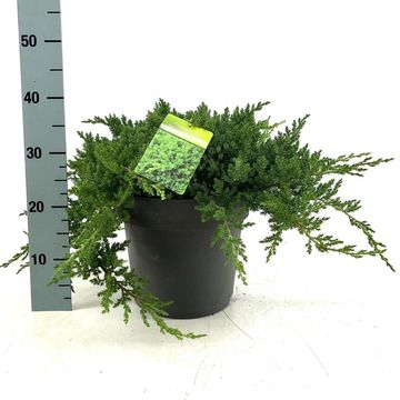 Juniperus procumbens 'Nana'