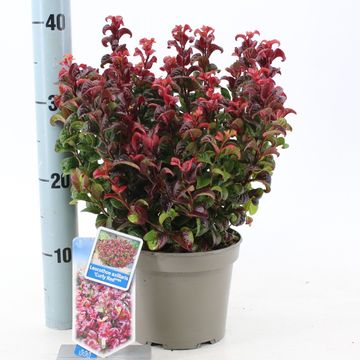 Leucothoe axillaris 'Курли Ред'