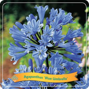 Agapanthus 'Blue Umbrella'