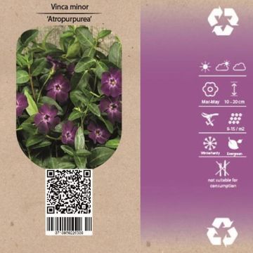 Vinca minor 'Atropurpurea'