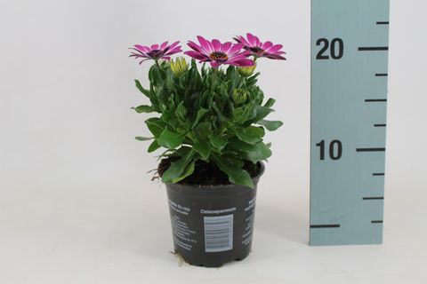 Osteospermum MARGARITA PINK FLARE