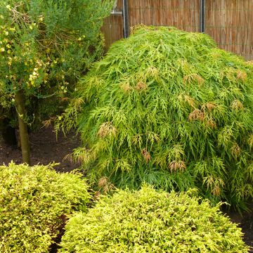 Acer palmatum 'Диссектум'