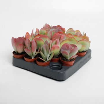 Kalanchoe thyrsiflora RED LIPS