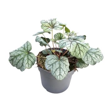 Heuchera 'Apple Crisp'