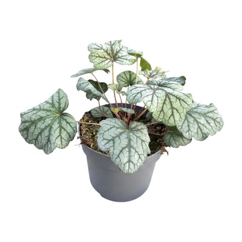 Heuchera 'Apple Crisp'