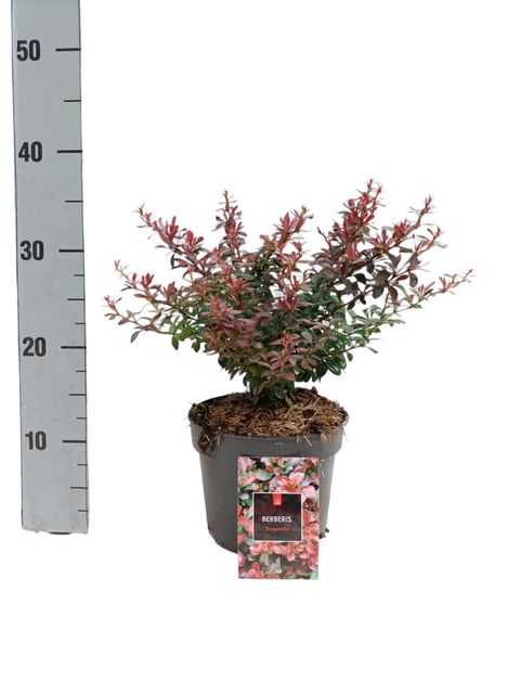 Berberis thunbergii 'Bagatelle'
