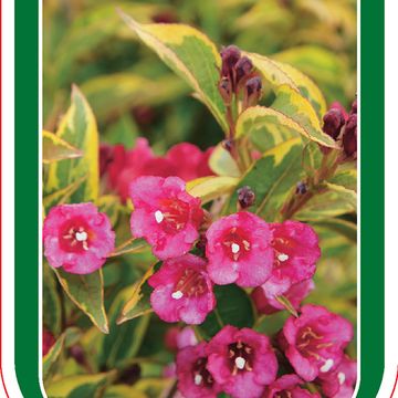 Weigela florida FRENCH LACE / MOULIN ROUGE