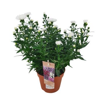 Aster SHOWMAKERS SNOW WHITE
