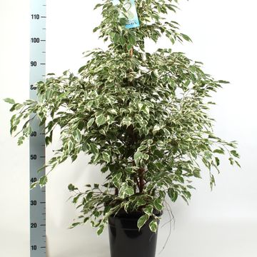 Ficus benjamina 'Profit'