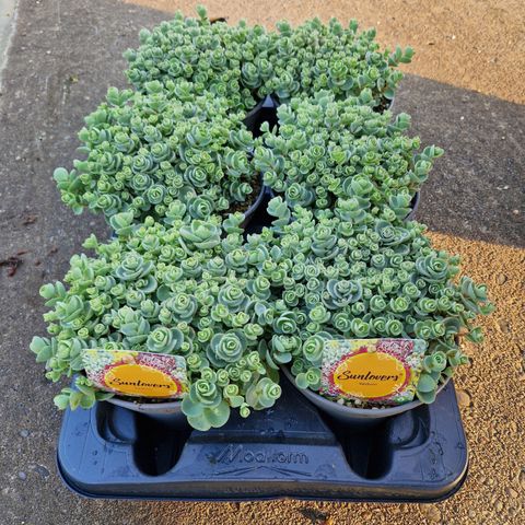 Sedum ewersii 'Bright Pink'